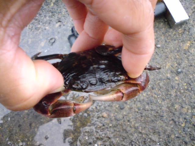 城ヶ島の石鯛釣り－石鯛釣りの餌