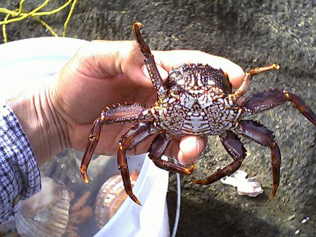 城ヶ島の石鯛釣り－石鯛釣りの餌